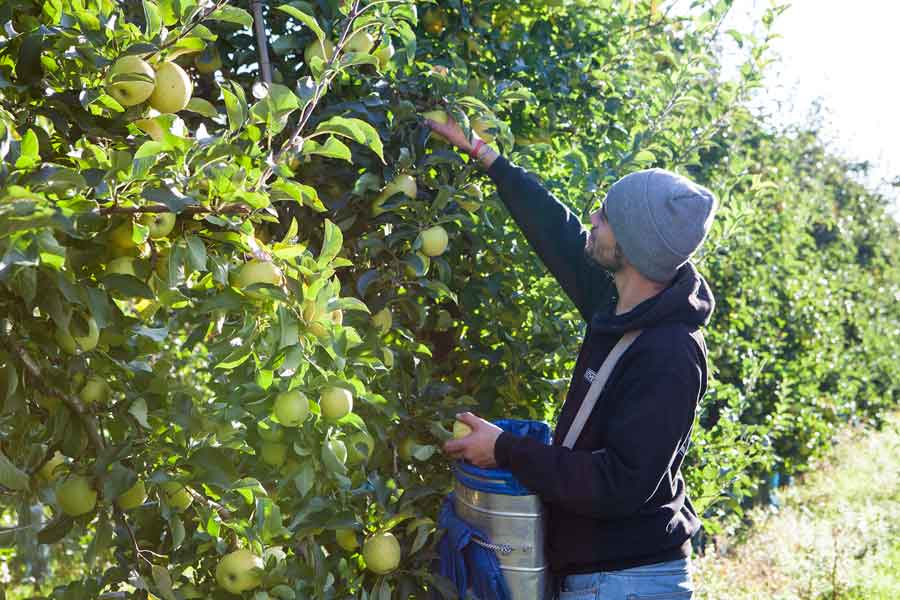 Au fil des saisons : Cueillette à la main des pommes au Verger de Kerbellec à Brech