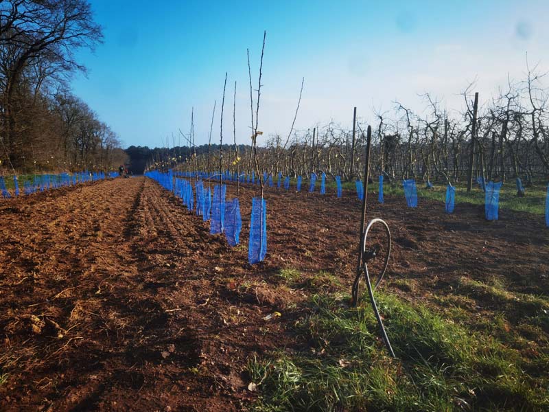 Au fil des saisons : Plantations de pommiers au Verger de Kerbelllec à Brech.