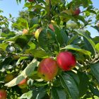 Pommes Estivale produites par le Verger de Kerbellec en agriculture raisonnée à Brech.