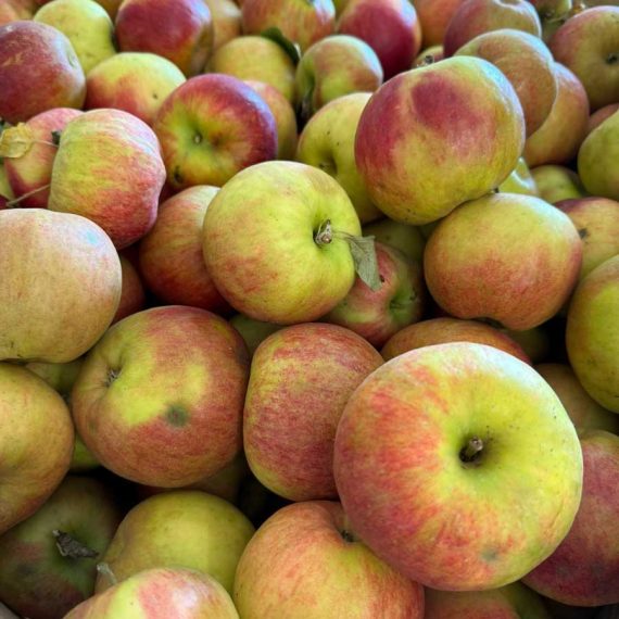 Pomme Rusticana cultivée par Les Vergers de Kerbellec à Brech en agriculture raisonnée